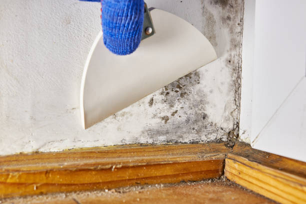 Best Attic Mold Removal  in Fairview, NJ